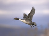 Adult Male Northern Pintail Duck Flying, Bosque Del Apache National Wildlife Refuge, New Mexico Photo by Mark Carwardine