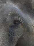 Indian Elephant Close Up of Eye, Controlled Conditions, Bandhavgarh Np, Madhya Pradesh, India Posters by T.j. Rich