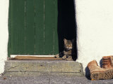 Tabby Cat Resting in Open Doorway, Italy Posters by Adriano Bacchella