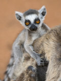 Ring-Tailed Lemur Baby on Mother's Back, Portrait, Berenty Private Reserve, Southern Madagascar Posters by Mark Carwardine