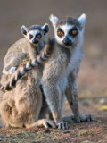 Ring-Tailed Lemur Mother Carrying Baby, Berenty Private Reserve, Southern Madagascar Posters by Mark Carwardine