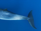 Tail Flippers of Dwarf Minke Whale, Ribbon Reefs, Great Barrier Reef, Queensland, Australia Posters by Mark Carwardine