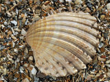 Prickly Cockle Shell on Beach, Mediterranean, France Posters by Philippe Clement