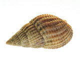 Netted Dog Whelk Shell, Normandy, France Photo by Philippe Clement