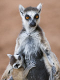 Ring-Tailed Lemur Baby Suckling from Mother, Berenty Private Reserve, Southern Madagascar Posters by Mark Carwardine