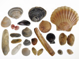 Collection of Shells from the North Sea Posters by Philippe Clement