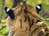 Markings on Siberian Amur Tiger Ears, Rescued from Poachers, Eutyos Wildlife Rehabilitation Centre Posters by Mark Carwardine