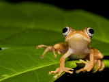 Frog on Leaf, Madagascar Poster von Edwin Giesbers