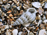 Common Wentletrap Shell on Beach, Belgium Posters by Philippe Clement