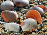 Baltic Tellin Shells on Beach, Belgium Photo by Philippe Clement