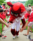 The University of Arkansas Razorbacks Mascot 2008 Fotografía