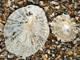 Two Common Limpets on Beach, Normandy, France Posters by Philippe Clement