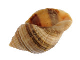 Dog Whelk Atlantic Dogwinkle Shell, Normandy, France Posters by Philippe Clement