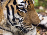 Siberian Amur Tiger, Male Rescued from Poachers, Eutyos Wildlife Rehabilitation Centre, Kutuzovka Posters by Mark Carwardine