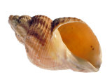 Common Whelk Shell Showing Aperture, Normandy, France Posters by Philippe Clement