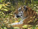 Siberian Amur Tiger, Male Rescued from Poachers, Eutyos Wildlife Rehabilitation Centre, Kutuzovka Photo by Mark Carwardine