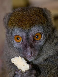 Eastern Grey Bamboo Lemur Morondava, North-Eastern Madagascar, Iucn Vulnerable Species Posters by Mark Carwardine