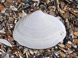 Surf Clam Shell on Beach, Belgium Posters by Philippe Clement
