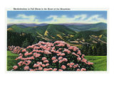 Great Smoky Mts. Nat'l Park, Tn - View of Rhododendron in Full Bloom in the Mountains, c.1941 Prints