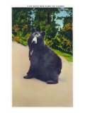 Great Smoky Mts. Nat'l Park, Tn - View of a Big Black Bear Sitting on the Highway, c.1946 Art