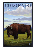 Colorado Buffalo Solo, c.2009 Posters by Lantern Press 