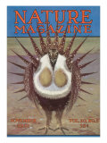 Nature Magazine - View of a Greater Sage-Grouse Bird All Puffed Up, c.1932 Affiches