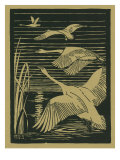 Nature Magazine - View of Swans Taking Flight, c.1938 Posters