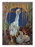 Nature Magazine - View of a Stork with a Baby Stork Hatching, c.1928 Affiche