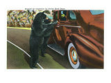 Great Smoky Mts. Nat'l Park, Tn - View of a Car Being Stopped by Native Black Bears, c.1940 Prints