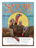 Nature Magazine - View of a Group of Turkeys, c.1927 Posters