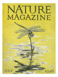Nature Magazine - View of a Dragonfly over a Pond, c.1926 Prints