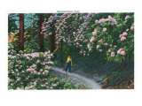 Great Smoky Mts. Nat'l Park, Tn - View of Rhododendron Blooming Along a Trail, c.1946 Posters