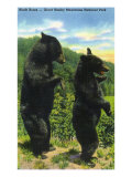 Great Smoky Mts. Nat'l Park, Tn - View of Two Black Bear Standing, c.1938 Art