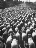 Huge Flock of Sheep Moving Slowly Down a Dusty Road Near Imperial Valley's Town of El Centro Lámina fotográfica de primera calidad por Loomis Dean Huge Flock of Sheep Moving Slowly Down a Dusty Road Near Imperial Valley's Town of El Centro Lámina fotográfica de primera calidad por Loomis Dean