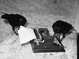 Raven Typing His Own Name of on the Typewriter Lámina fotográfica por Peter Stackpole Raven Typing His Own Name of on the Typewriter Lámina fotográfica por Peter Stackpole