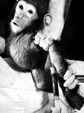 Researchers Testing Immunity of a Chimp That Was Inoculated with Polio Vaccine Lámina fotográfica