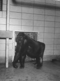 Mother Gorilla of Colo, Baby Gorilla, of Columbus, Ohio Zoo, 1st to Survive Birth in Captivity Lámina fotográfica por Francis Miller