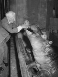 Hippopotamus in St. Louis Zoo, Being Fed by Zookeeper George P. Vierheller Lámina fotográfica Hippopotamus in St. Louis Zoo, Being Fed by Zookeeper George P. Vierheller Lámina fotográfica