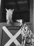 Dalmatian Stable Dog at Mystery Stables Lámina fotográfica Dalmatian Stable Dog at Mystery Stables Lámina fotográfica