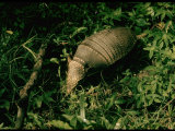 Armadillo on Ground in Amazonia Lámina fotográfica por Dmitri Kessel