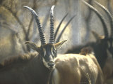 Giant Sable Antelopes, Probably on the Luanda Preserve Premium fotografisk trykk av Carlo Bavagnoli