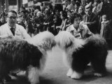 English Sheepdogs, During Cruft's Dog Show Lámina fotográfica de primera calidad English Sheepdogs, During Cruft's Dog Show Lámina fotográfica de primera calidad