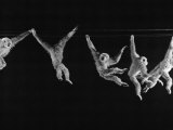 Multiple Exposures of Monkey Swinging Lámina fotográfica por Ralph Morse Multiple Exposures of Monkey Swinging Lámina fotográfica por Ralph Morse
