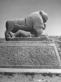Lion in the Ruins of the Temple of Nebuchadnezzar in the Ruins of Babylon Lámina fotográfica por Dmitri Kessel