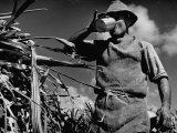 Farm Hand Taking a Drink While Working on a Sugar Cane Farm Lámina fotográfica de primera calidad por Hansel Mieth Farm Hand Taking a Drink While Working on a Sugar Cane Farm Lámina fotográfica de primera calidad por Hansel Mieth