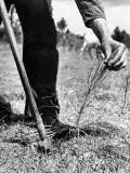 Man Planting Pine Tree Seedlings Lámina fotográfica por Hansel Mieth Man Planting Pine Tree Seedlings Lámina fotográfica por Hansel Mieth