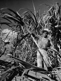 Farm Hands Working on a Sugar Cane Farm Lámina fotográfica de primera calidad por Hansel Mieth Farm Hands Working on a Sugar Cane Farm Lámina fotográfica de primera calidad por Hansel Mieth