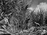 Farm Hands Working on a Sugar Cane Farm Lámina fotográfica de primera calidad por Hansel Mieth Farm Hands Working on a Sugar Cane Farm Lámina fotográfica de primera calidad por Hansel Mieth