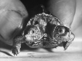 The Two Headed Turtle Named Super Diamond Lámina fotográfica por Andreas Feininger