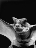 California Mastiff Bat, A.K.A. 